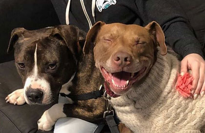 Adopt or Foster with Philly Bully Team
